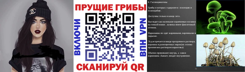 где найти   Сергач  Псилоцибиновые грибы Psilocybine cubensis 